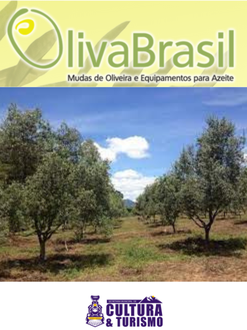 Oliva Brasil 